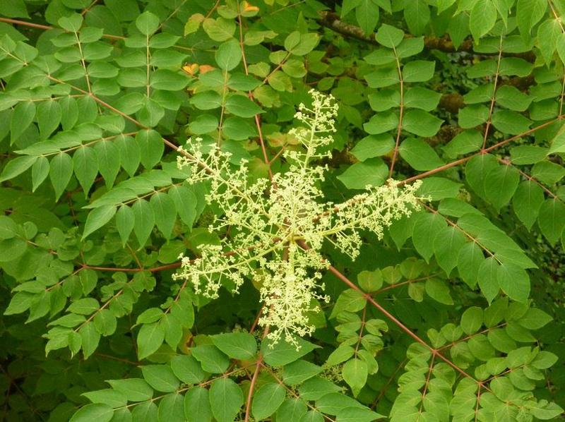 Превью изображения