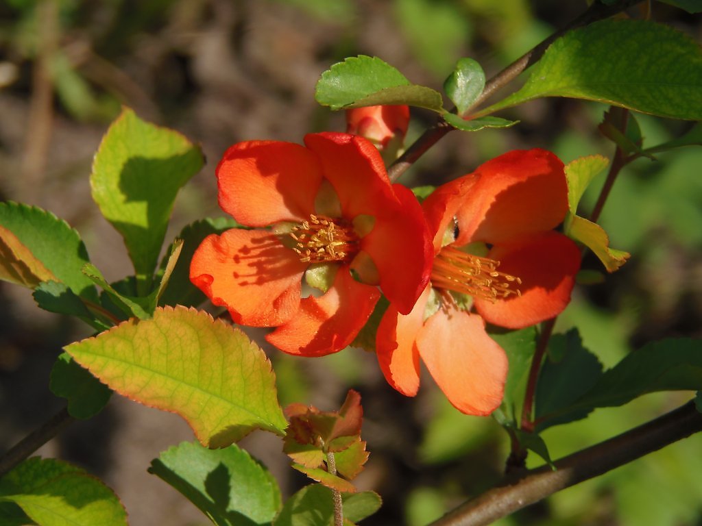 Превью изображения