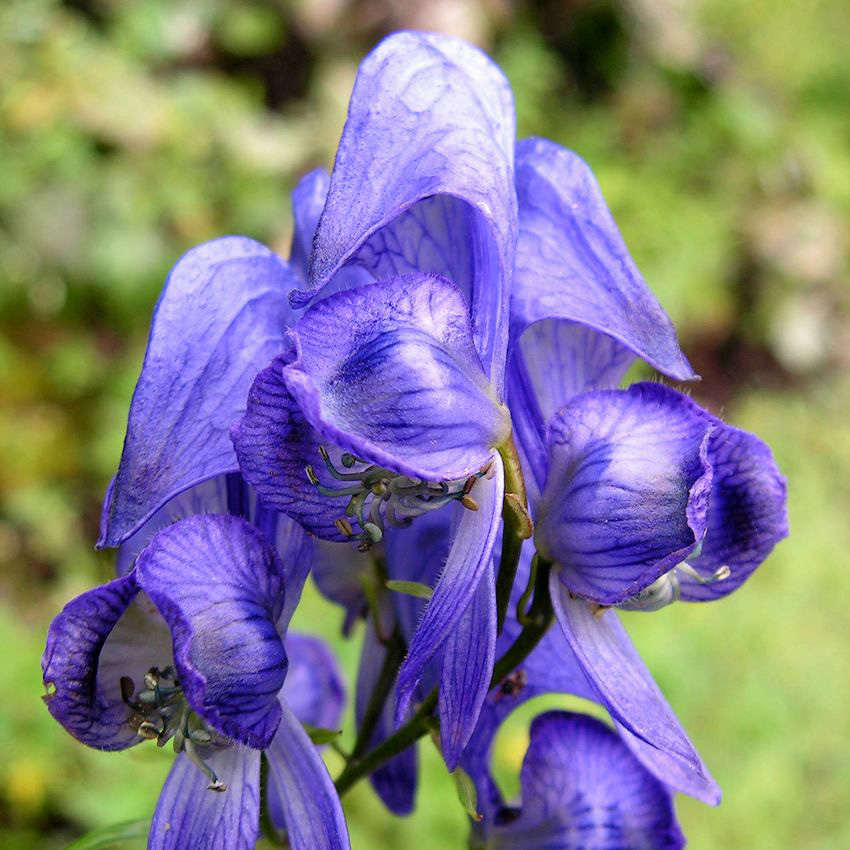 Превью изображения