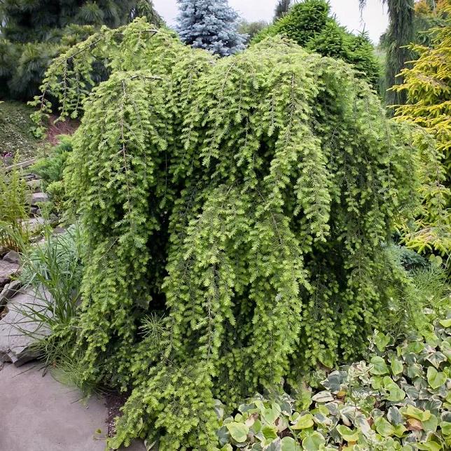 Превью изображения