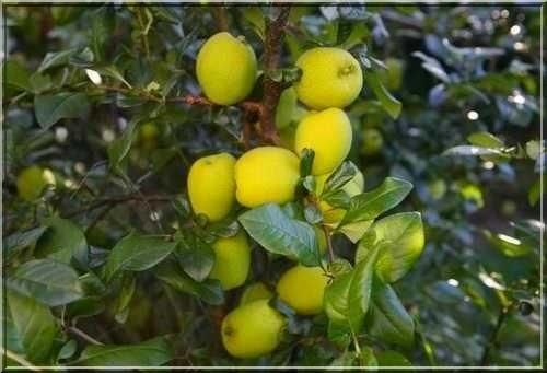 Превью изображения