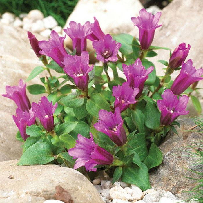 Превью изображения