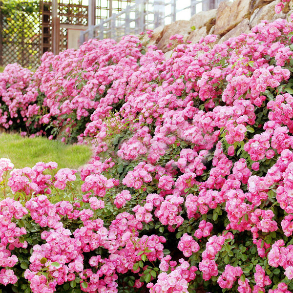 Превью изображения