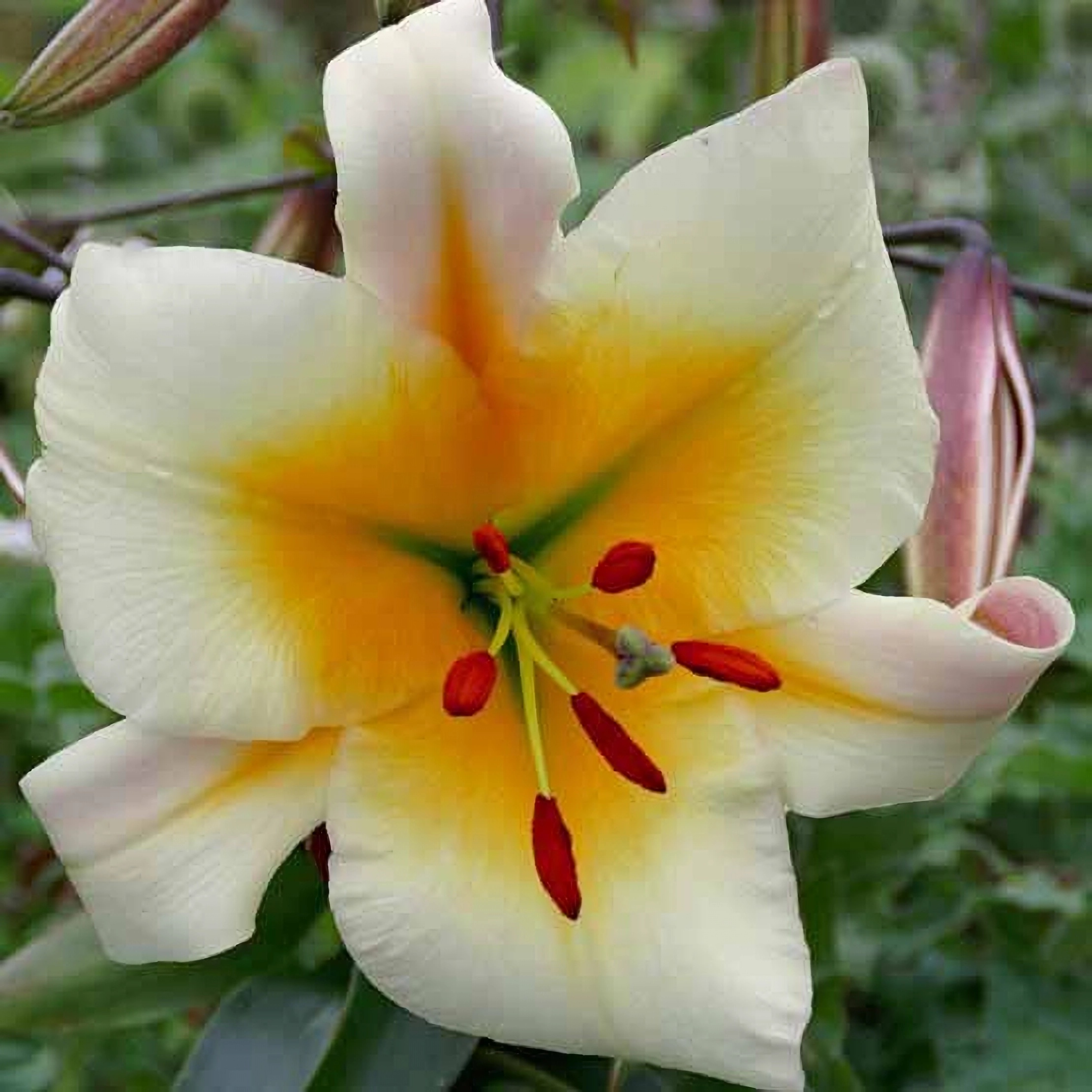 Превью изображения