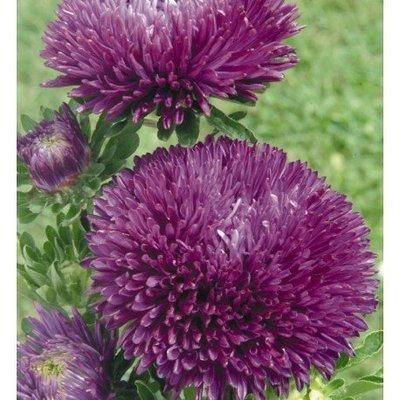 Превью изображения