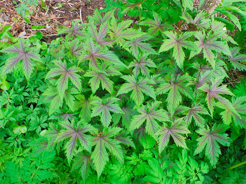 Превью изображения