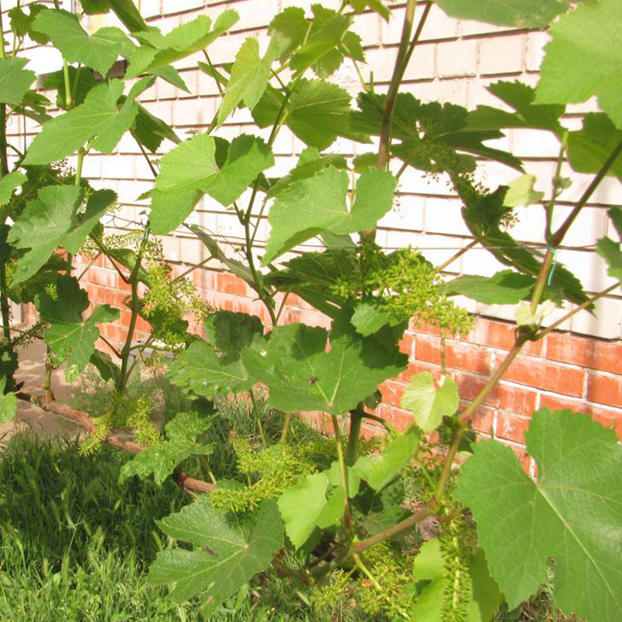 Превью изображения