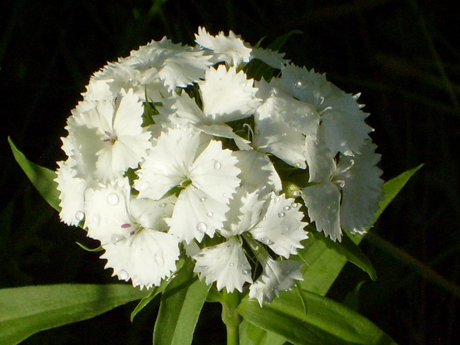 Превью изображения