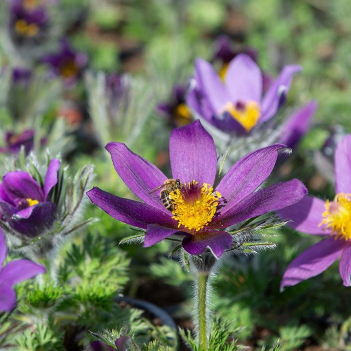 Превью изображения