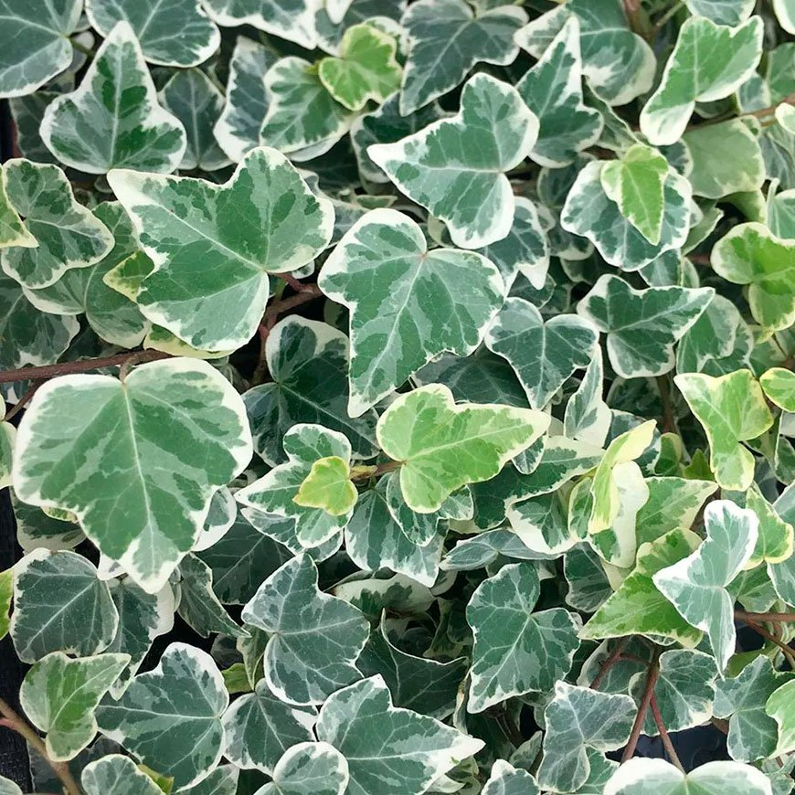 Превью изображения