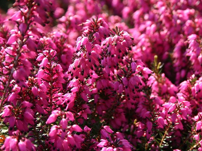 Превью изображения