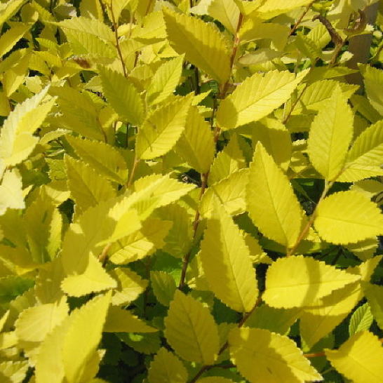 Превью изображения