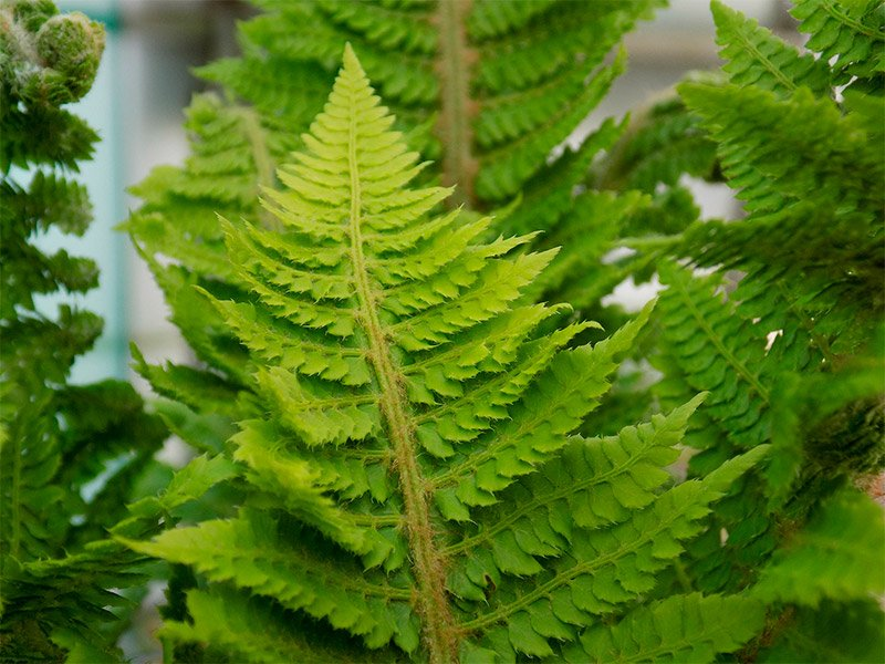 Превью изображения