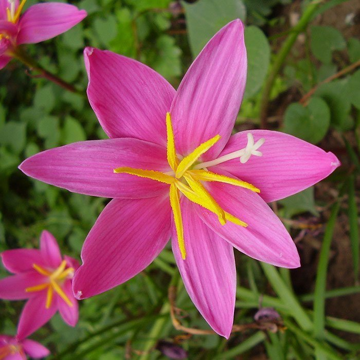 Превью изображения