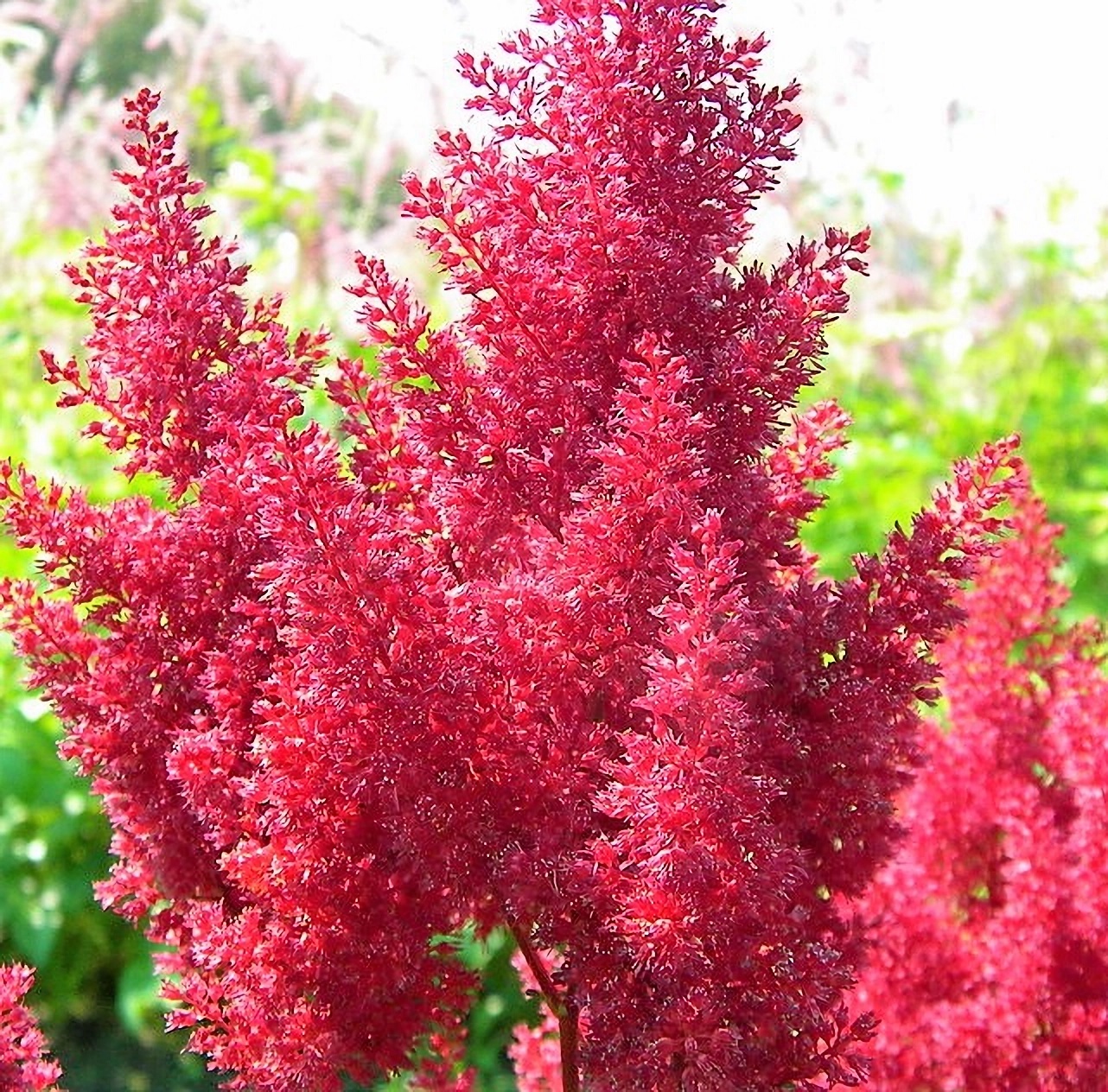 Превью изображения