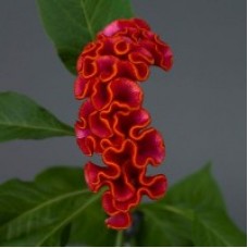 Превью изображения