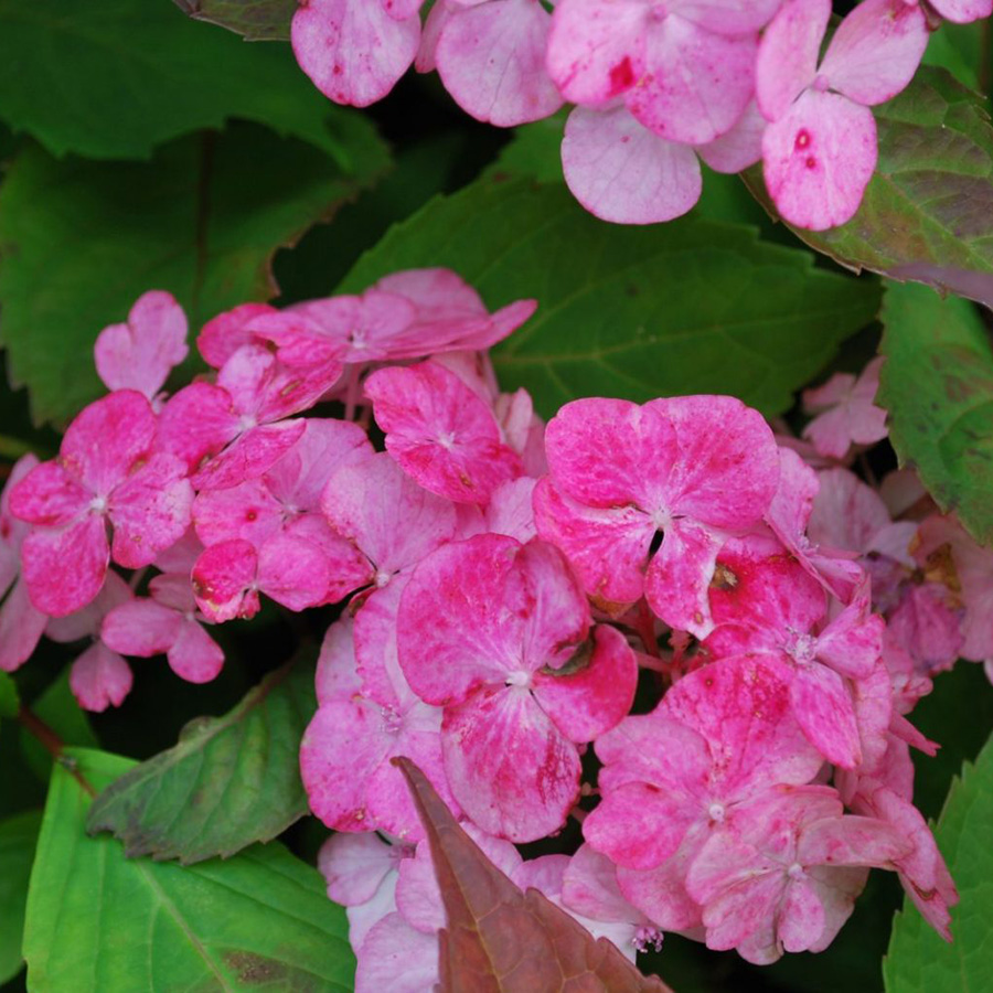 Превью изображения