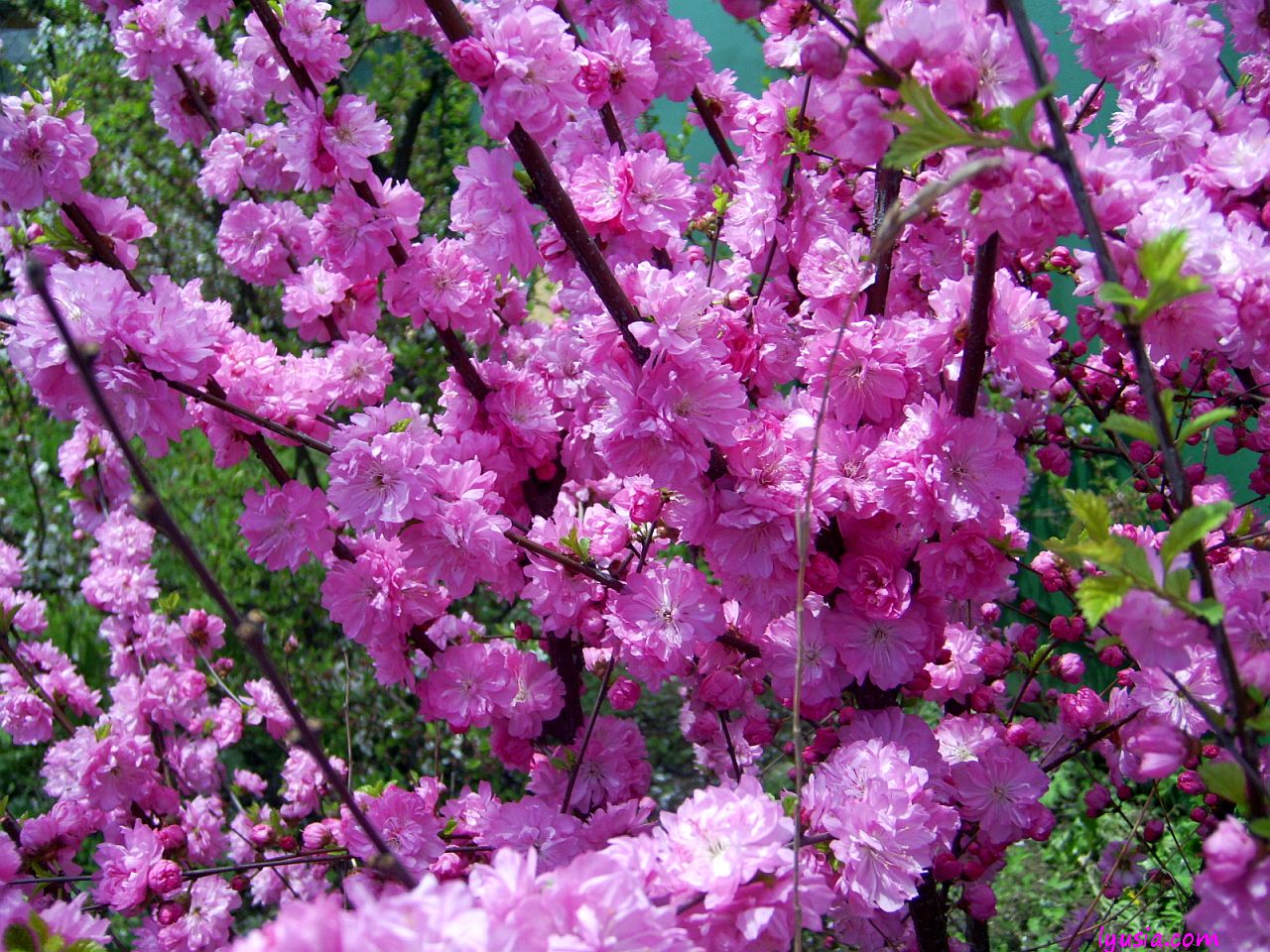 Превью изображения