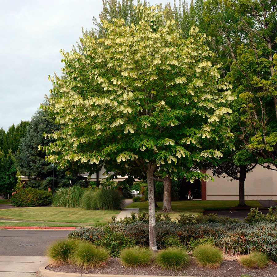 Превью изображения