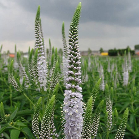 Превью изображения