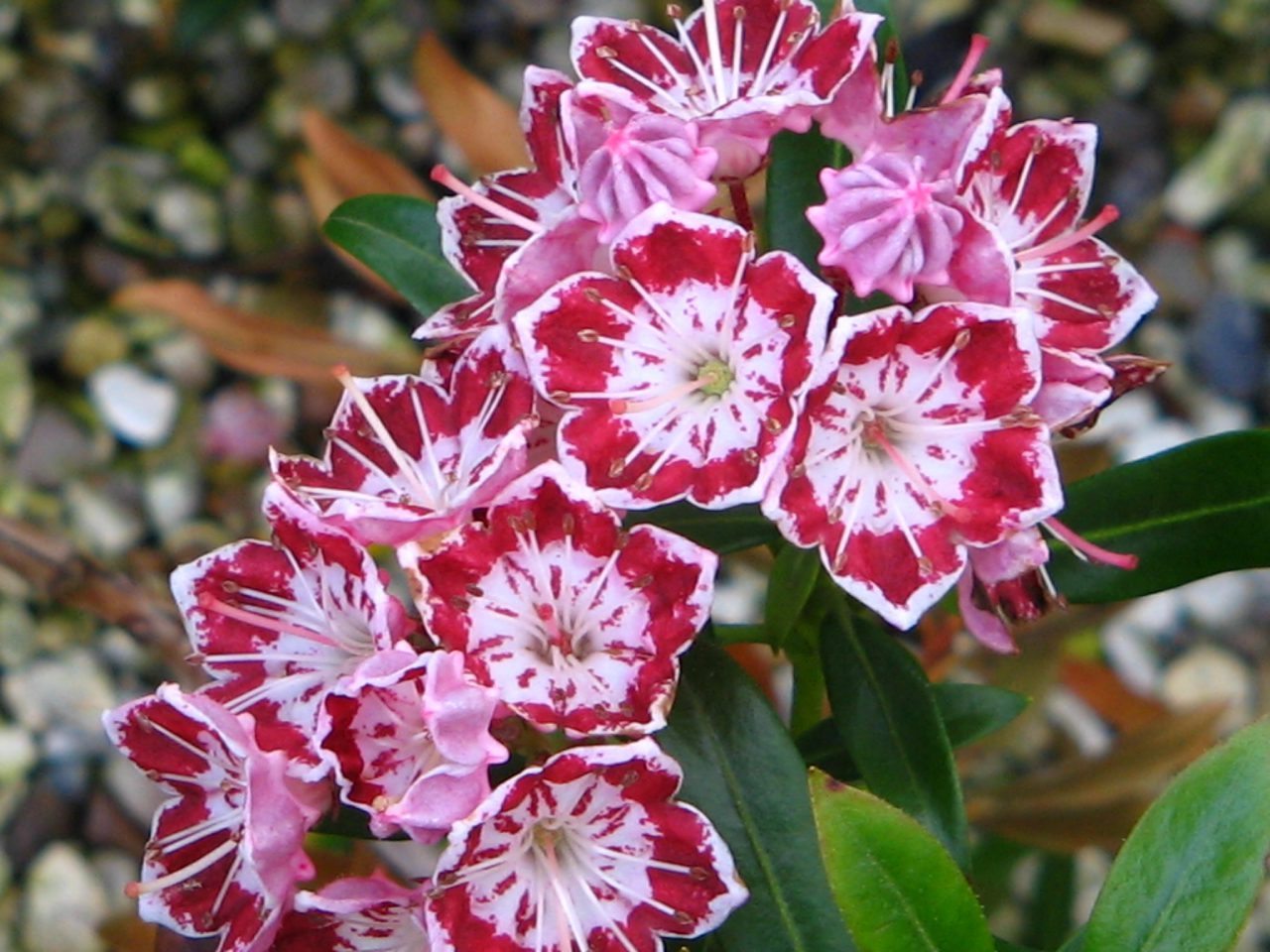 Превью изображения