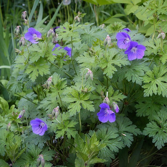 Превью изображения