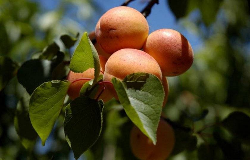 Превью изображения