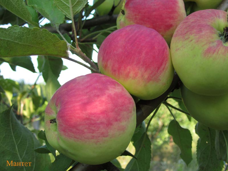 Превью изображения