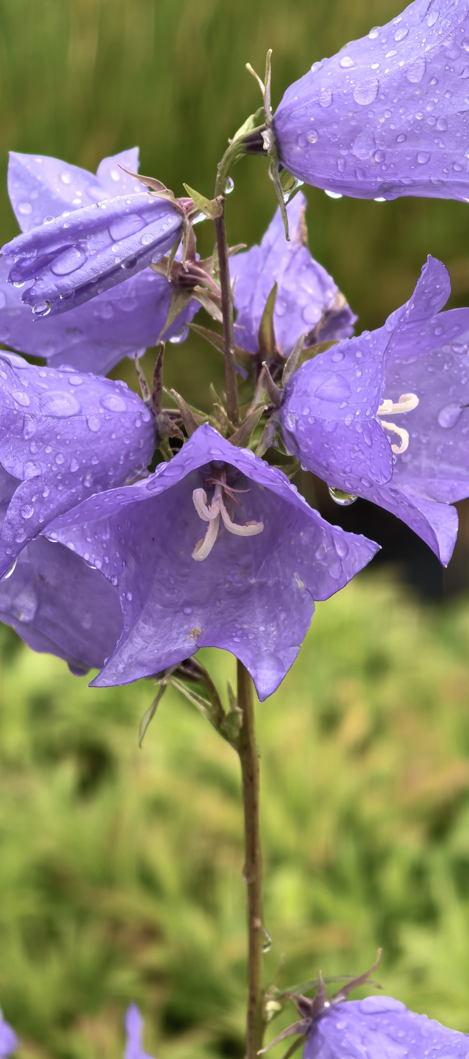 Превью изображения