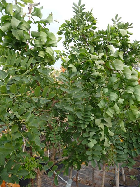 Превью изображения