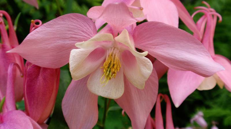 Превью изображения