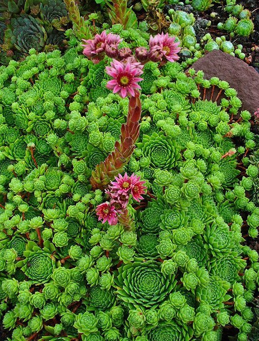 Превью изображения