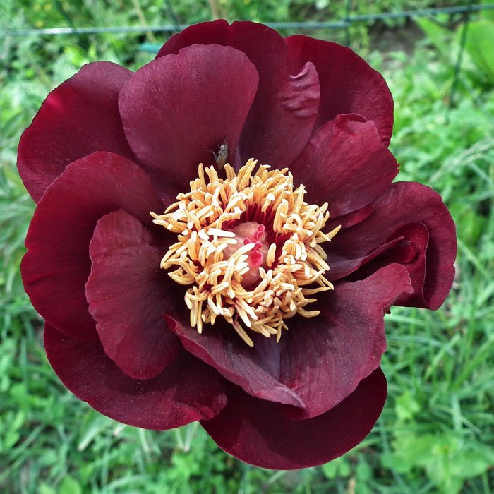 Превью изображения