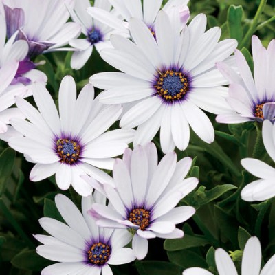 Превью изображения