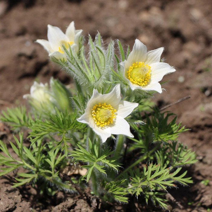 Превью изображения