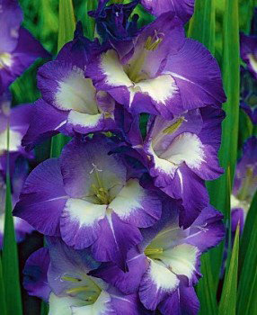 Превью изображения