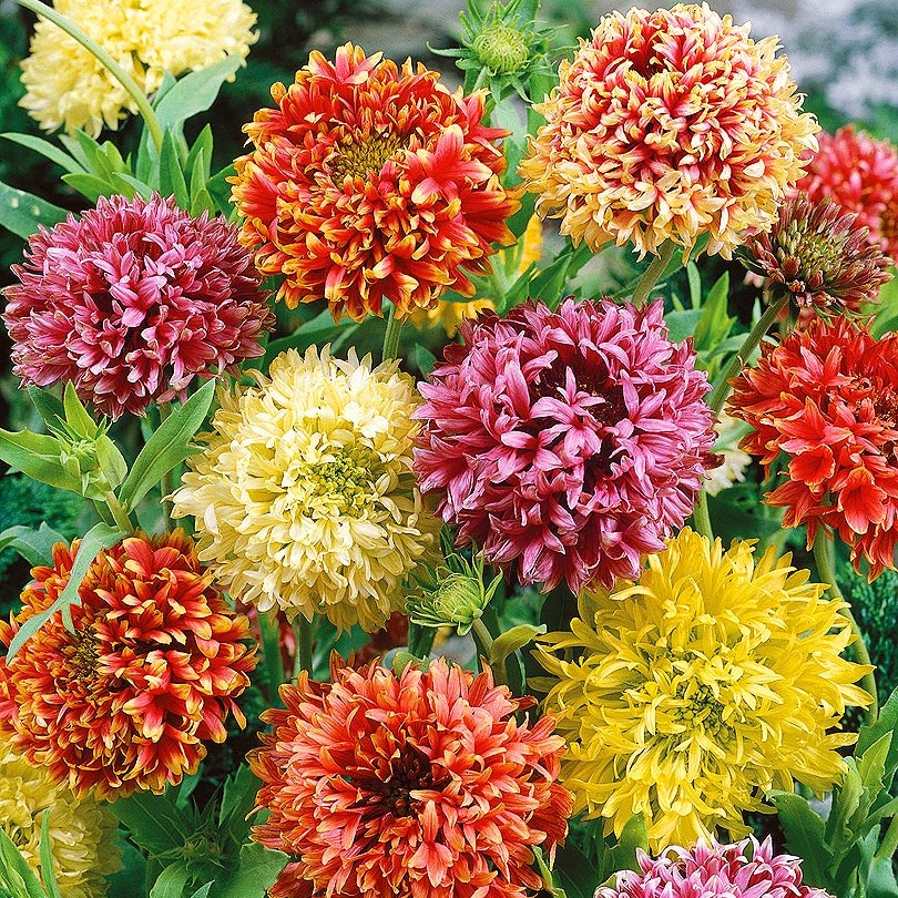 Превью изображения