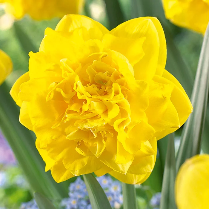 Превью изображения