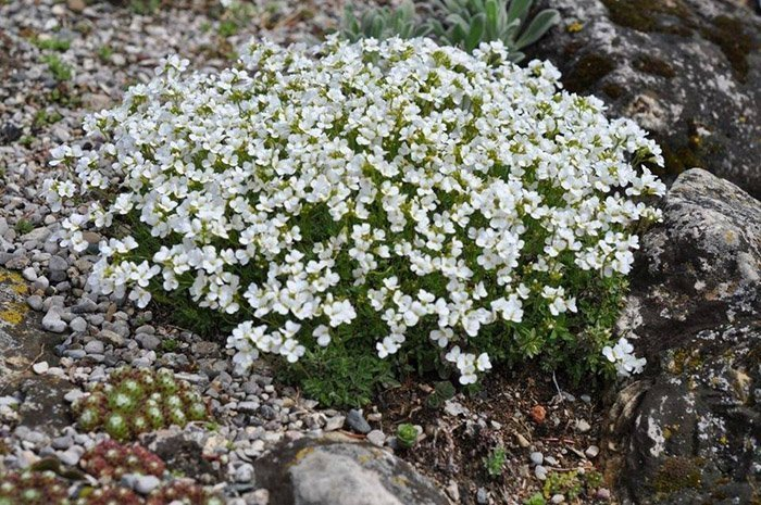 Превью изображения