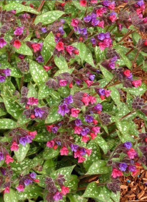 Превью изображения