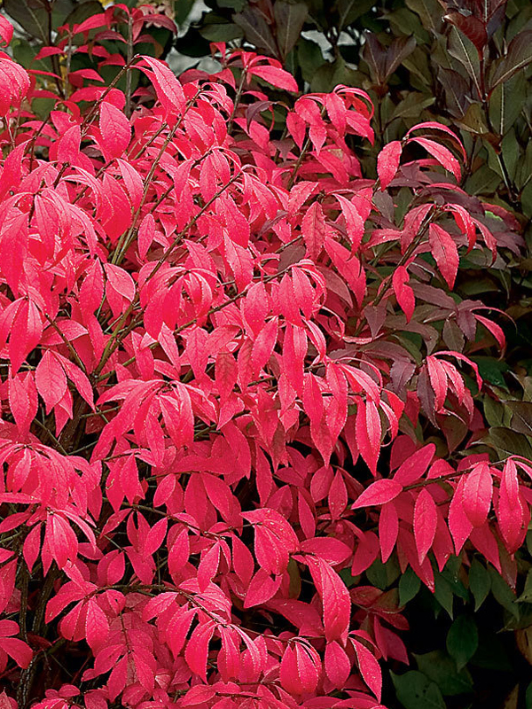 Превью изображения