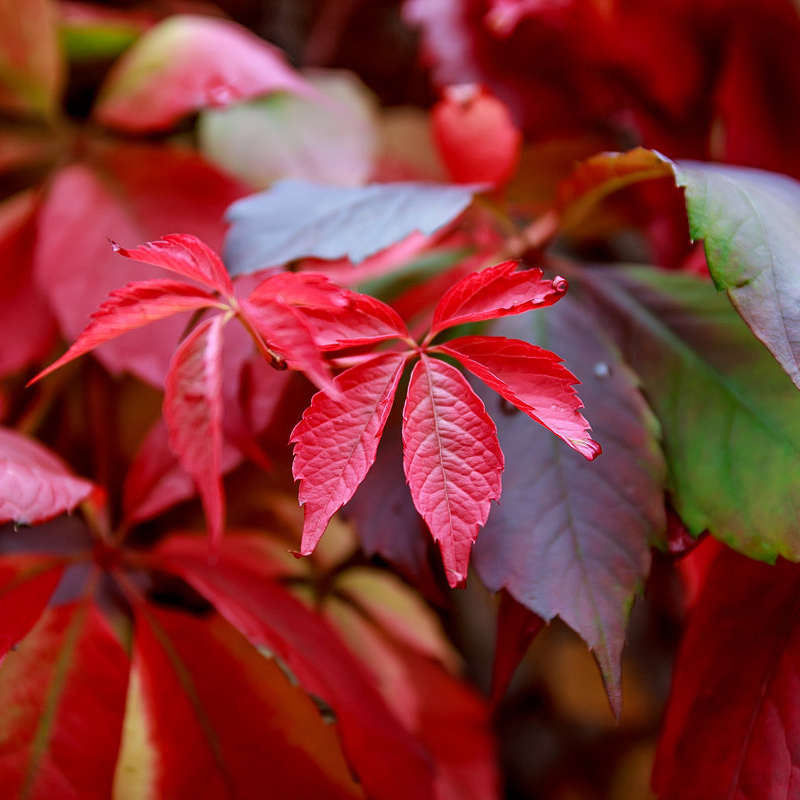 Превью изображения