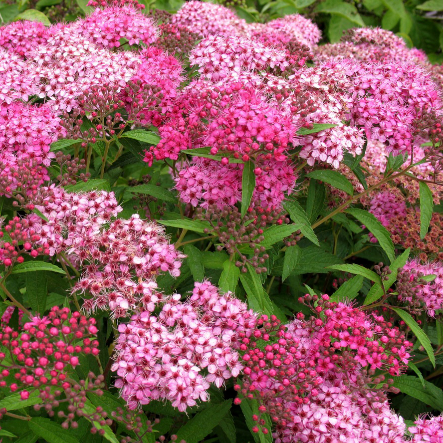 Превью изображения