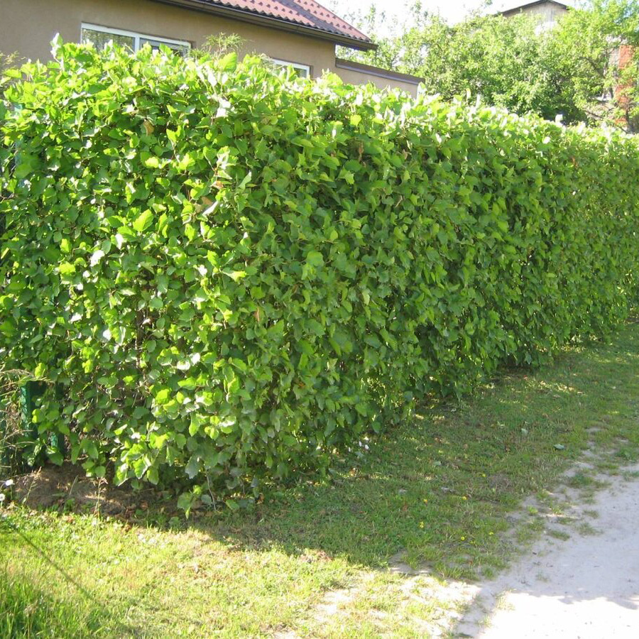 Превью изображения