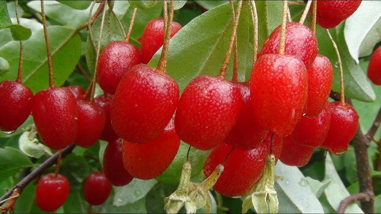 Превью изображения