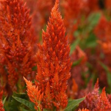 Превью изображения