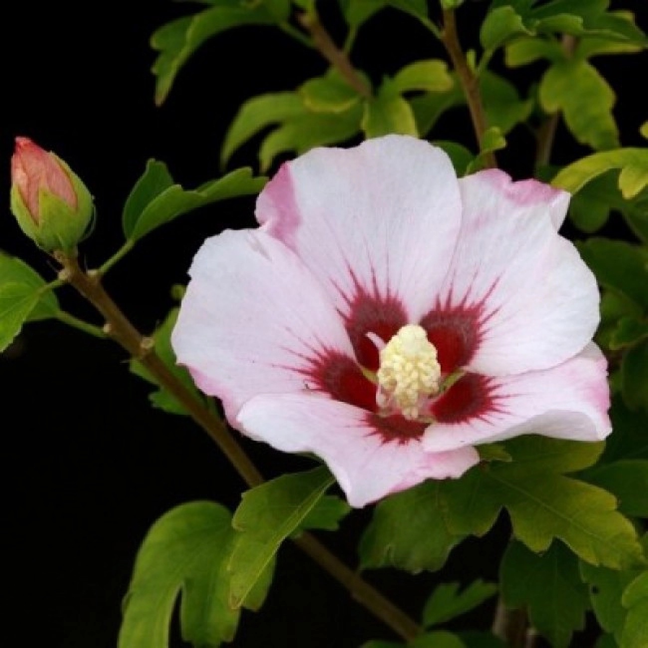 Превью изображения