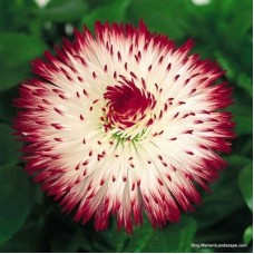 Превью изображения