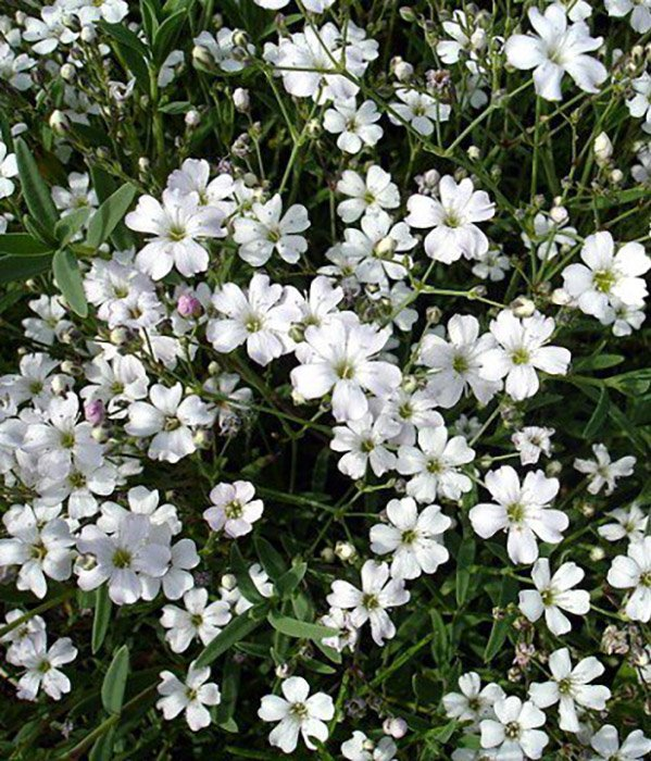 Превью изображения