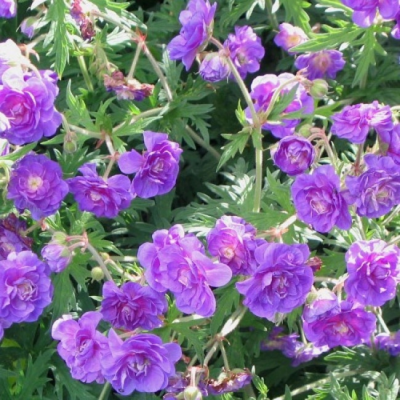 Превью изображения